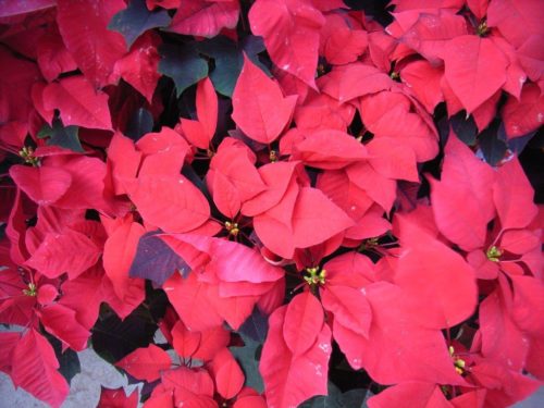 Poinsettias are not just for Christmas