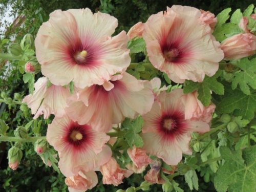 What’s not to like about hollyhocks?