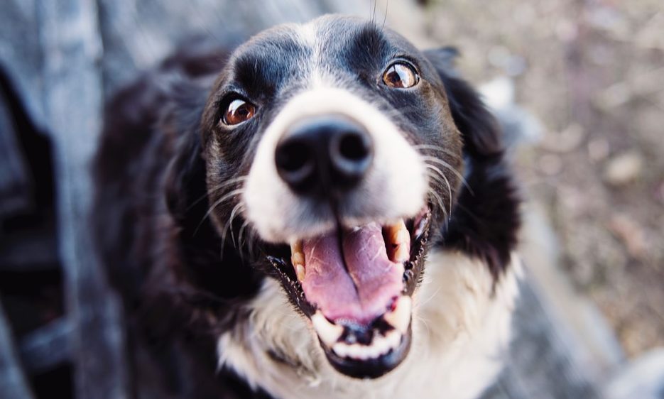Caring experts have the best for your pets - Vimarsana News