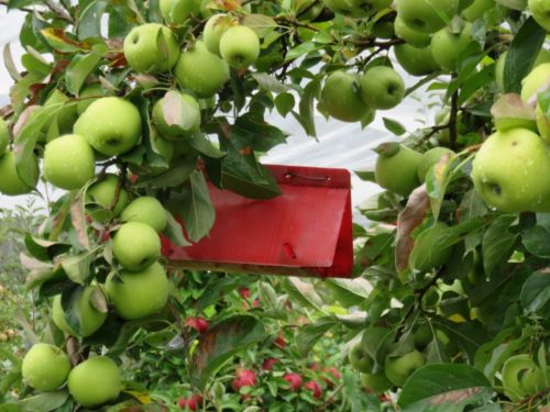 Are you really prepared to look after fruit trees?