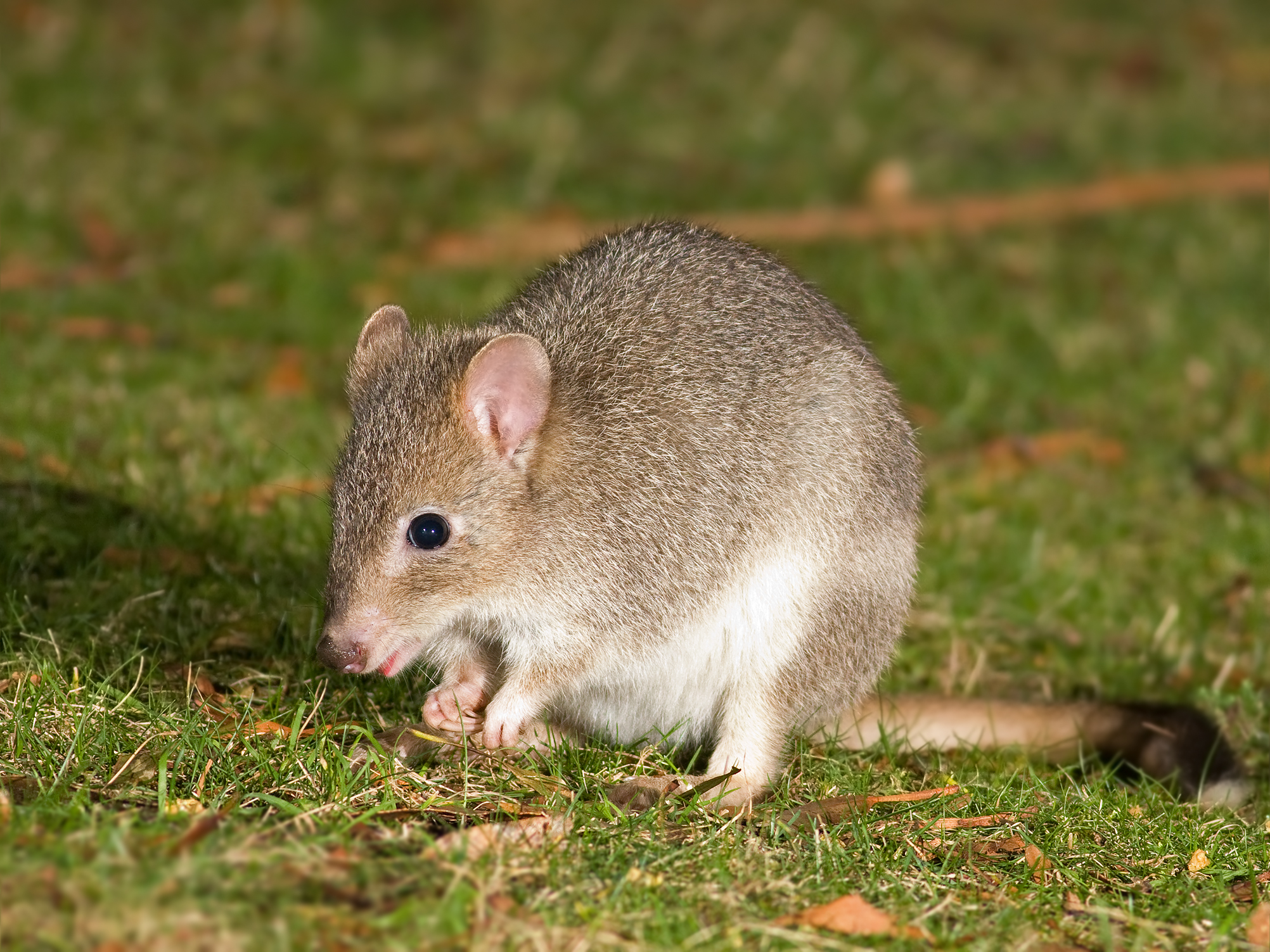 Trial labelled a 'success' despite all bettongs dying - Vimarsana News
