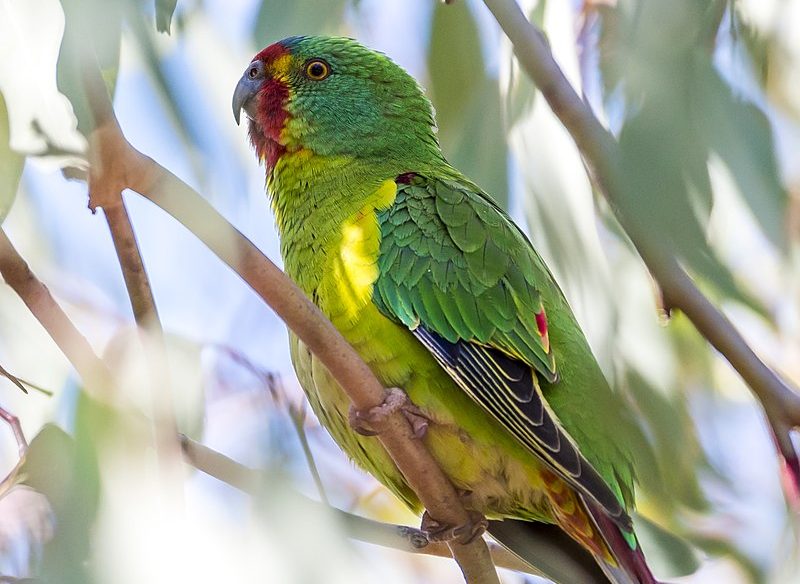 Future of swift parrots finds home for now in Canberra | Canberra CityNews