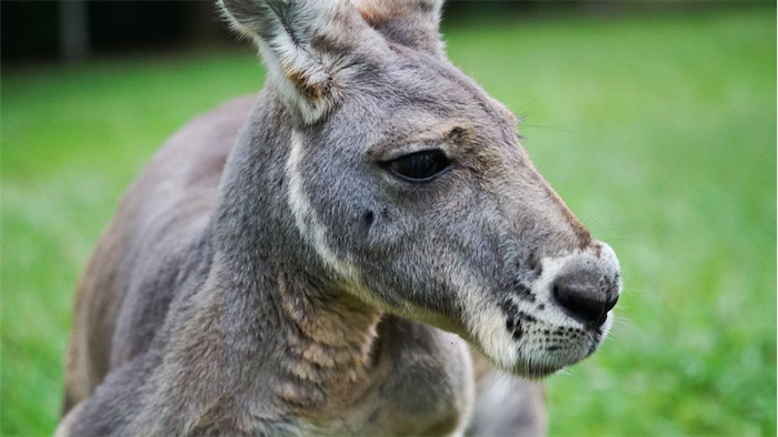 Kangaroo culling 'inhumane', says animal activist - Vimarsana News