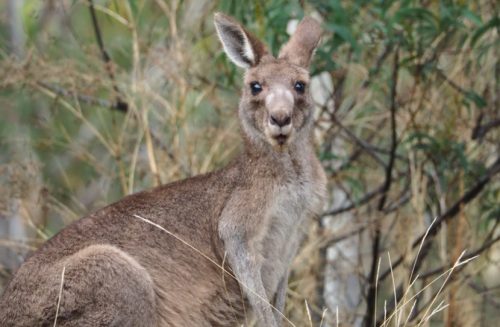 Thousand ‘roos targeted in culling program