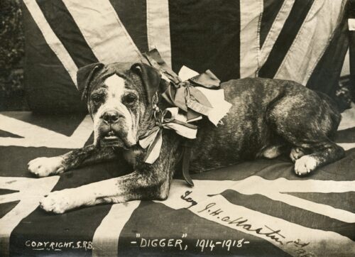 When Digger the brave bulldog went to war