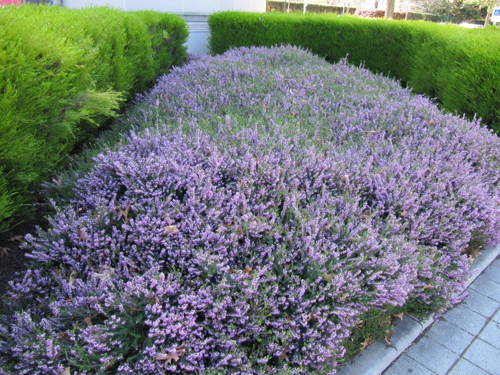 Planting a spectacular swath of purple