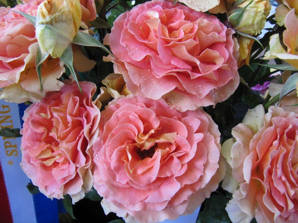 Relax, treat roses like any other shrub