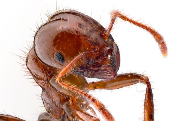 ACT stamps down on fire-ant threat
