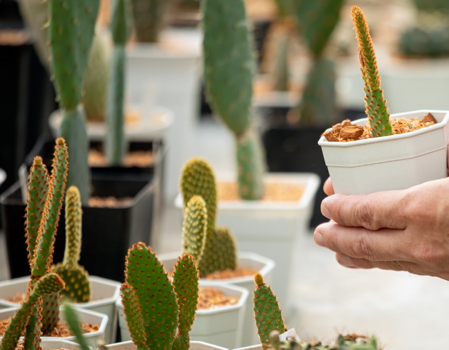 Council joins crackdown on sale of dangerous cactus