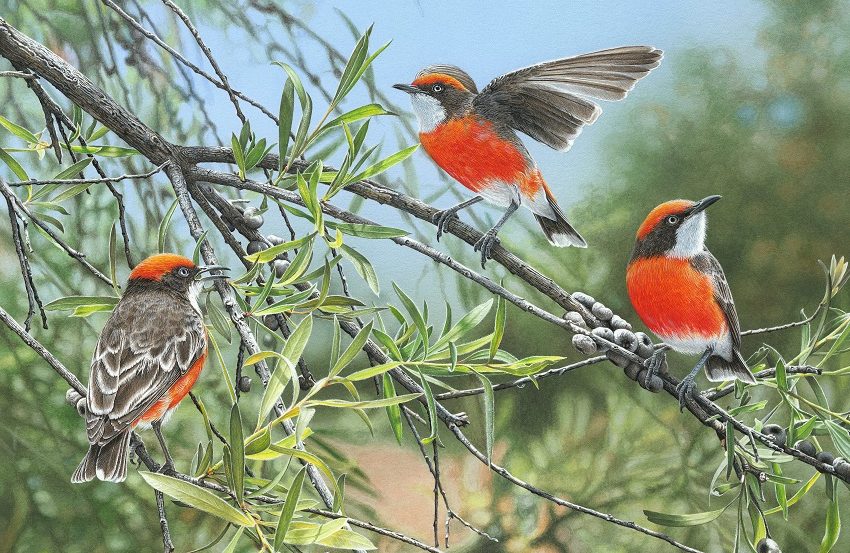 Artsday / Canberra artist finalist in bird prize