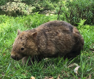 New portal lets public report sick wombats