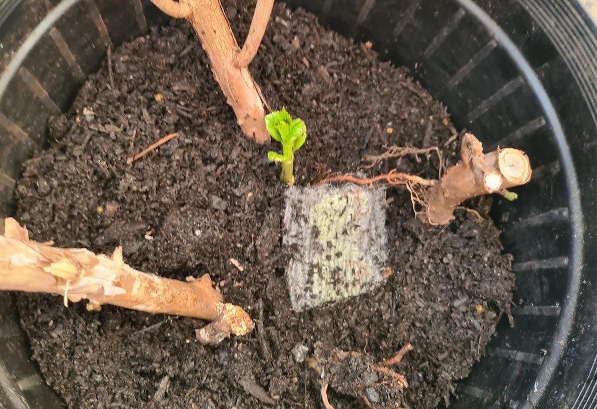 Why hydrangeas need the water most | Canberra CityNews