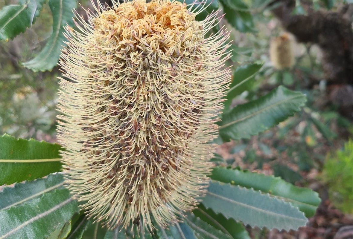 Visit the world of rare banksias