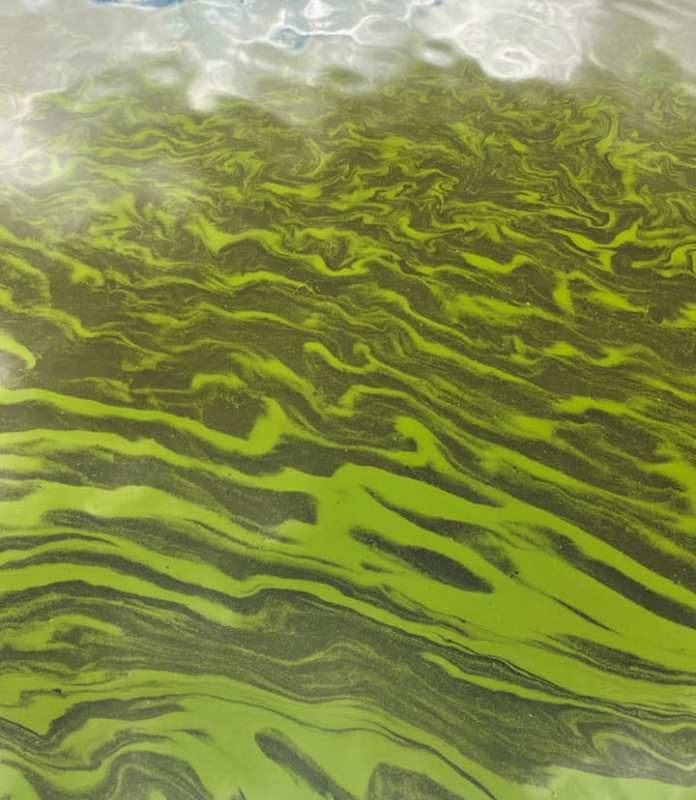 Extreme algae alert for Lake Tuggeranong