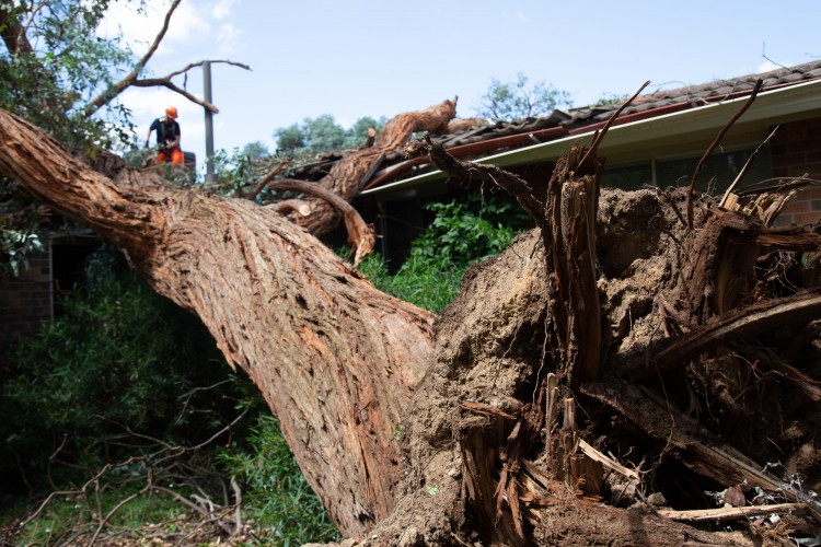 Belconnen storm clean-up could take months