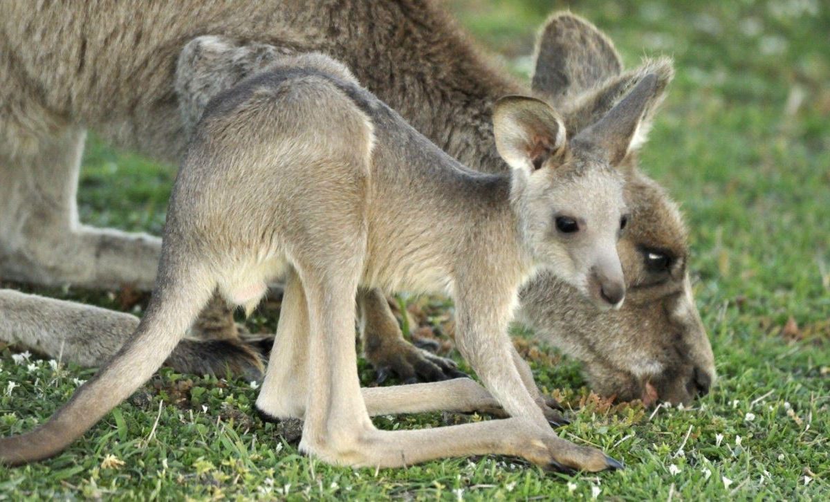 Kangaroo killing must stop – an open letter to MLAs