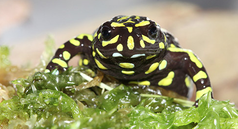 Endangered frogs hop into Namadgi