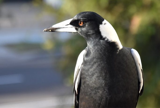 The swooping season starts as magpies hit hard