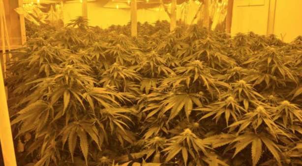 Police seize 300 cannabis plants from Googong home