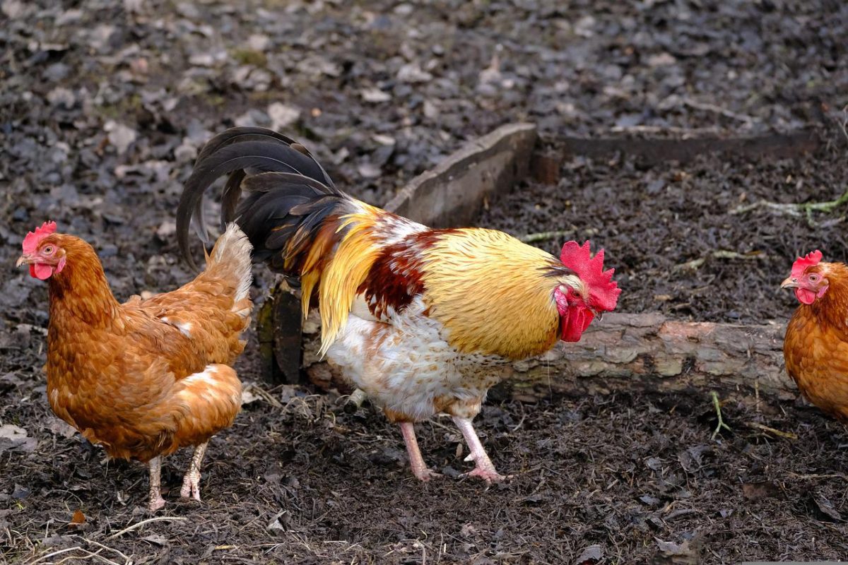 Backyard chickens source of second bird flu outbreak