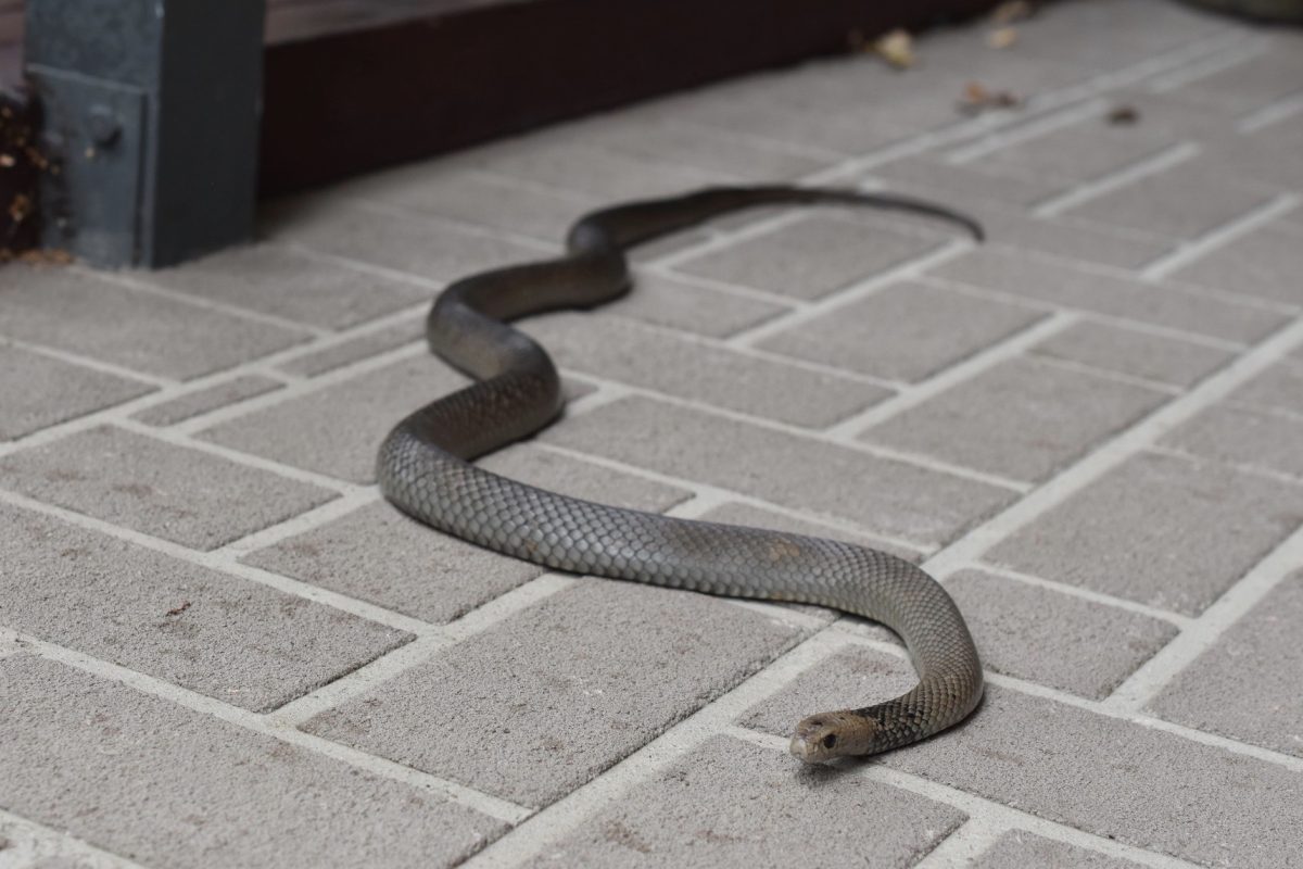 Tips to stay safe this snake season