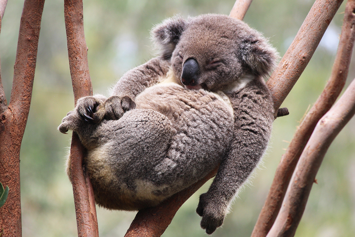 How much can a koala bear before it faces extinction?