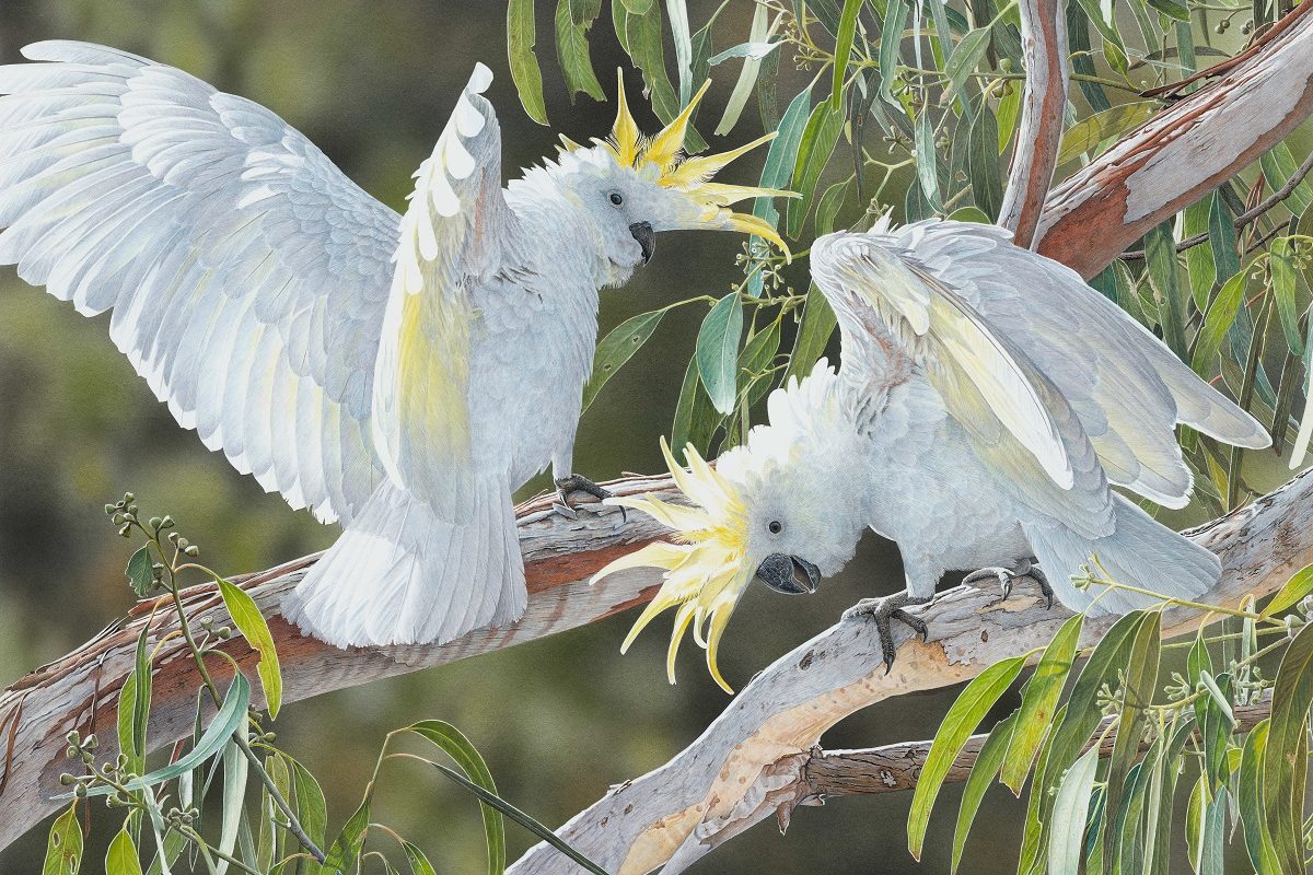 Canberra bird artists takes the prize