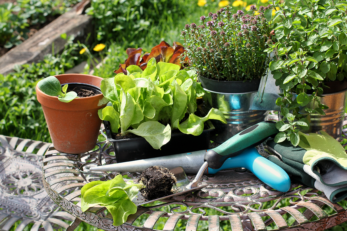 Now is the time to get busy back into the garden | Canberra CityNews