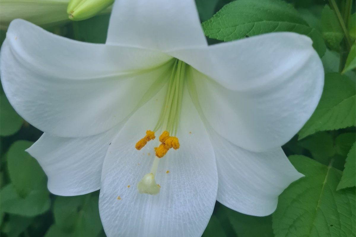 Loving the scent of Christmas lilies 