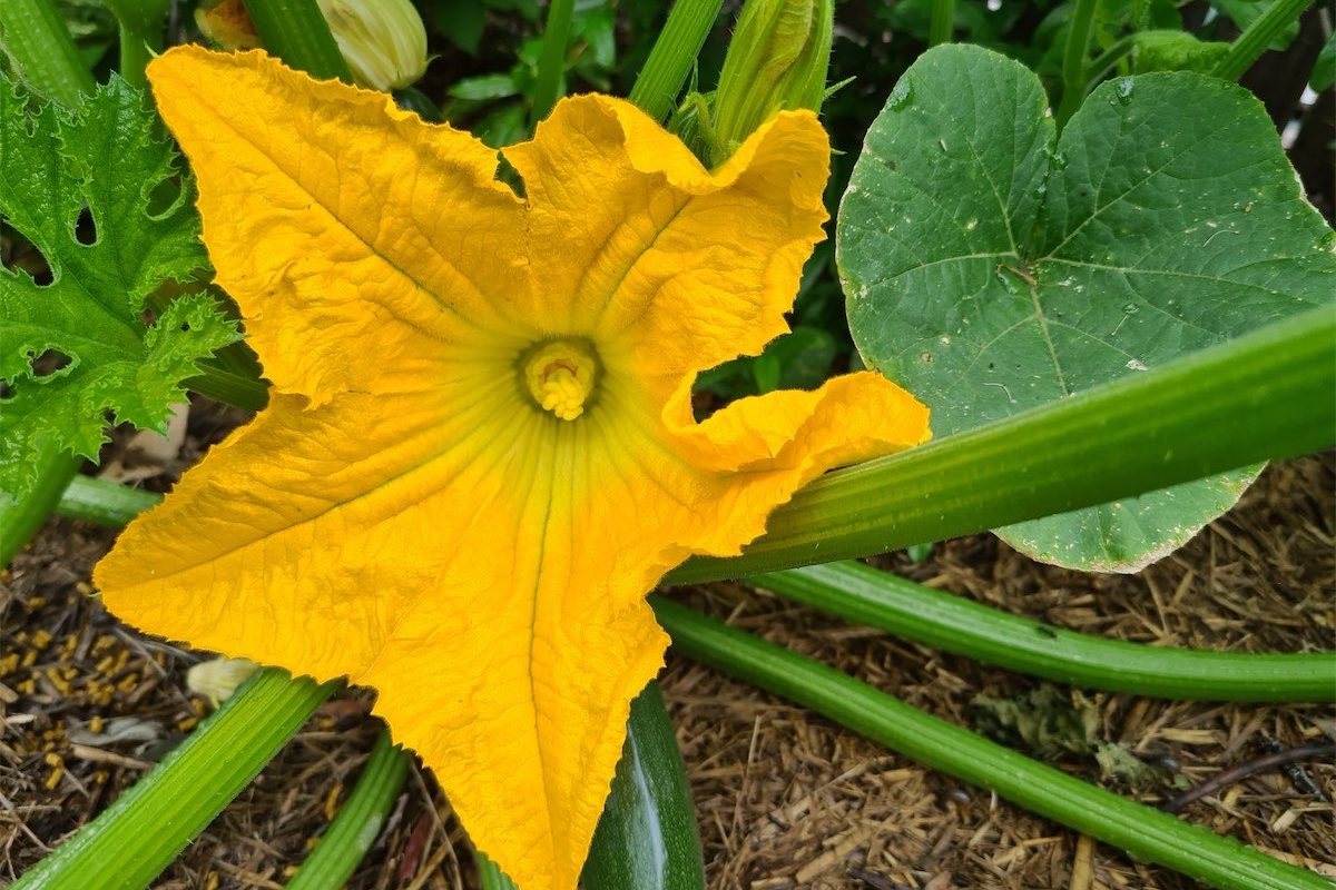 It’s easy peasy to grow zucchini