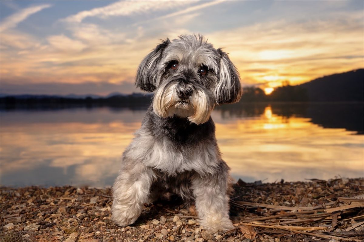 Pet photographer with a passion for a tail or two