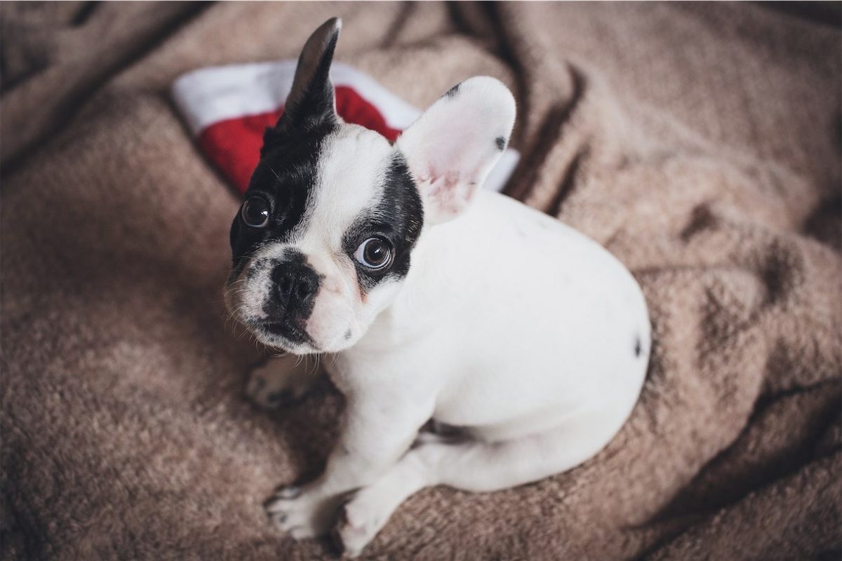 Don’t buy a surprise pet for Christmas, unless…