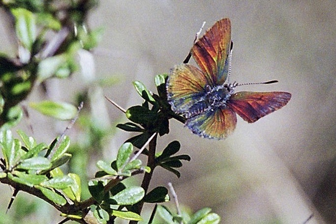 Rare butterfly found in Canberra