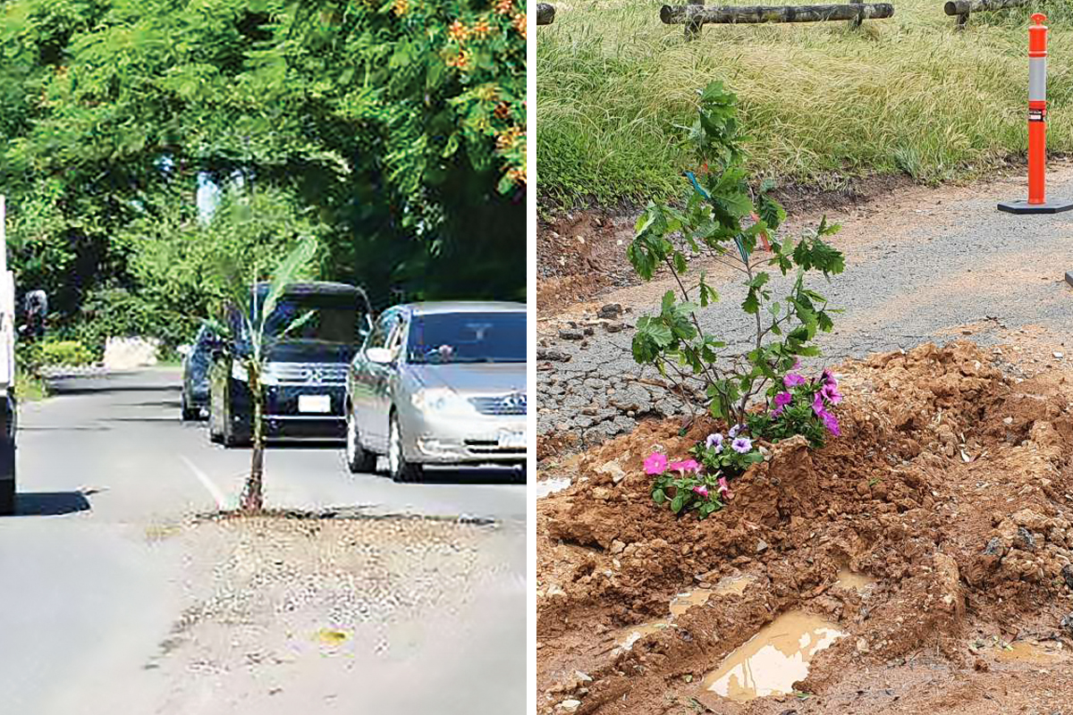 Green protest: let’s turn potholes into pot plants