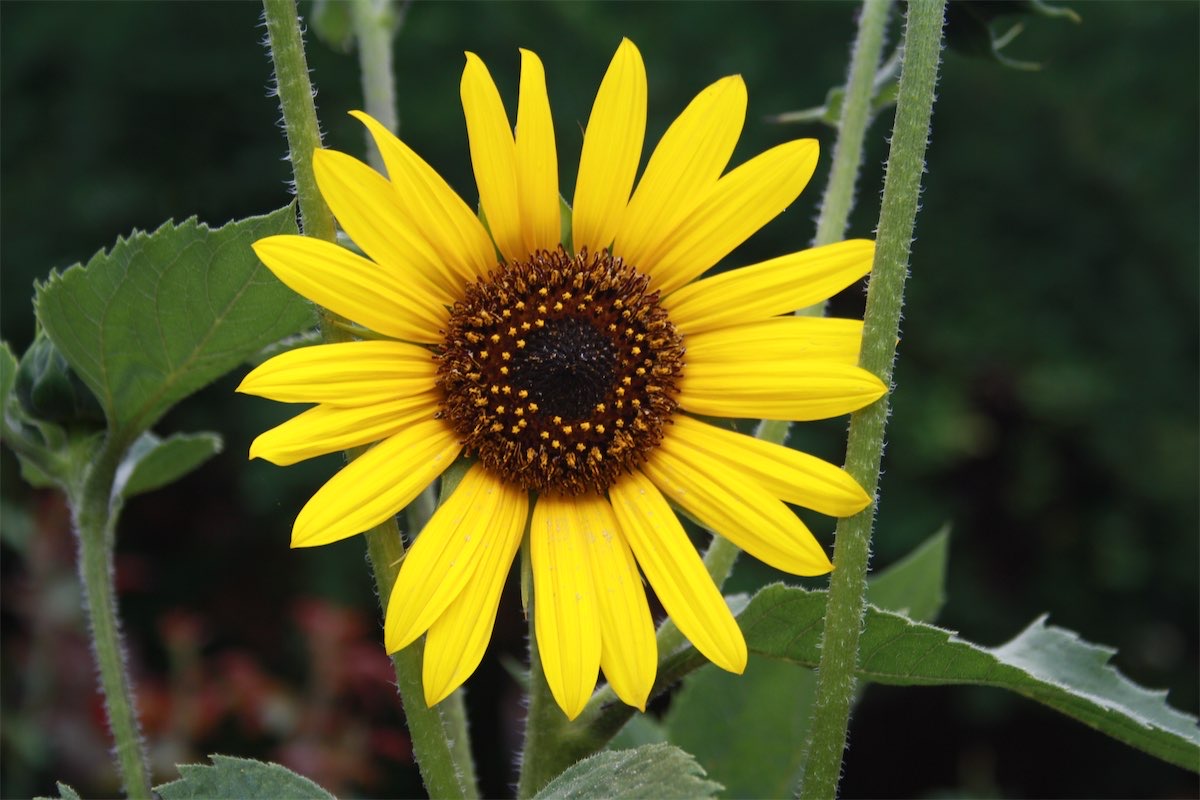 Sunflowers, bright and beautiful