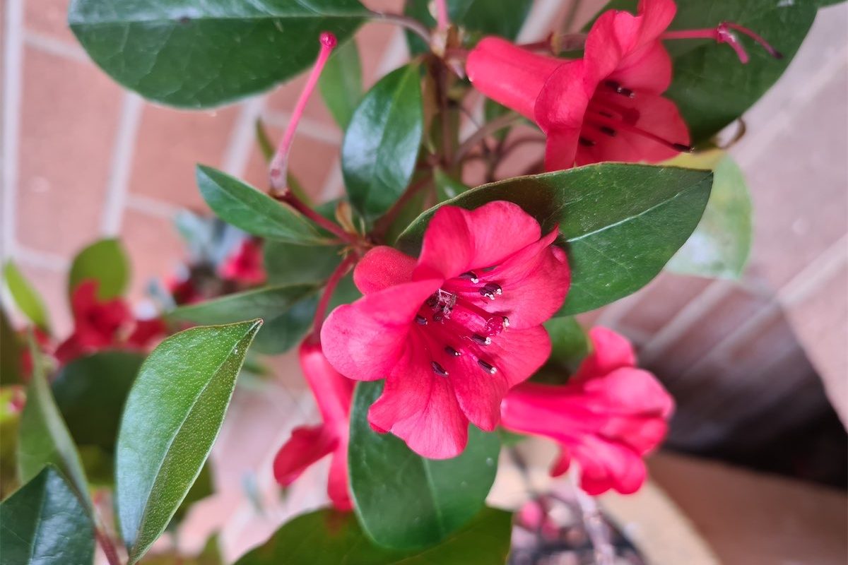 Tricky rhododendron bursts with colour