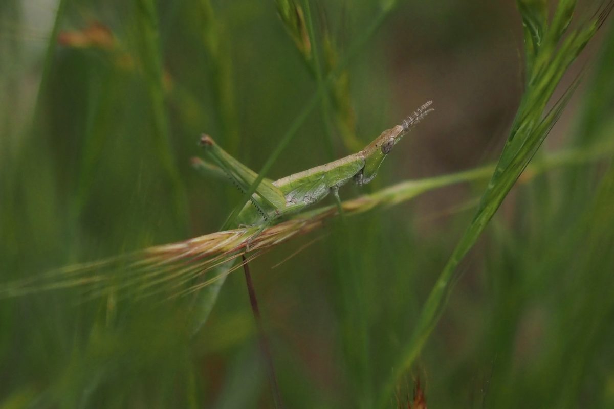 Endangered grasshopper rediscovered by Scouts