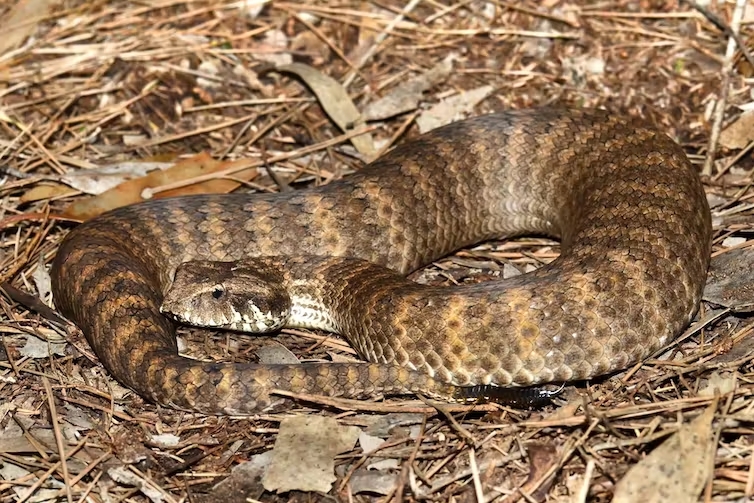 Researchers discover snakes have clitorises and why it matters