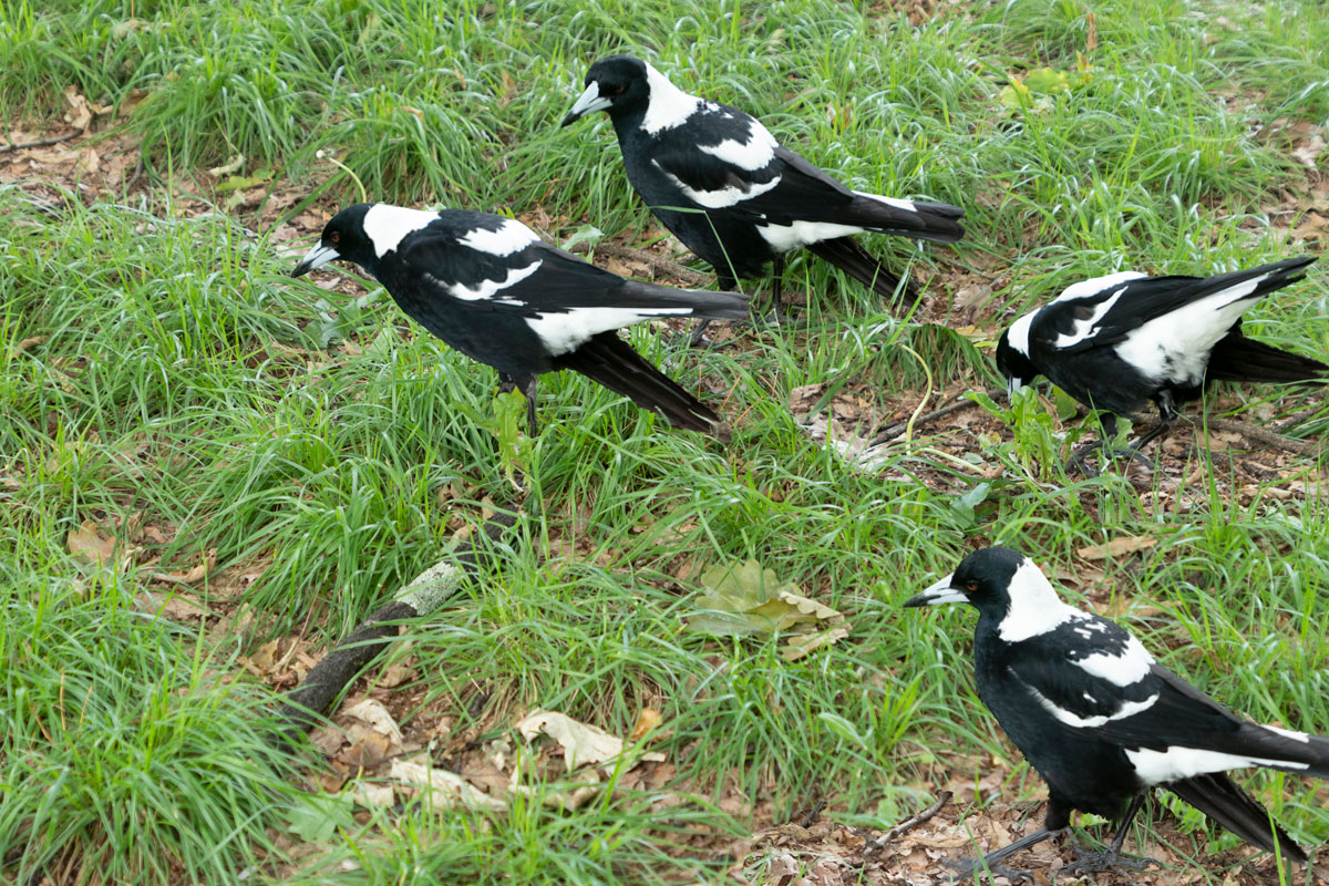 Magpies in survival mode due to climate change, noise