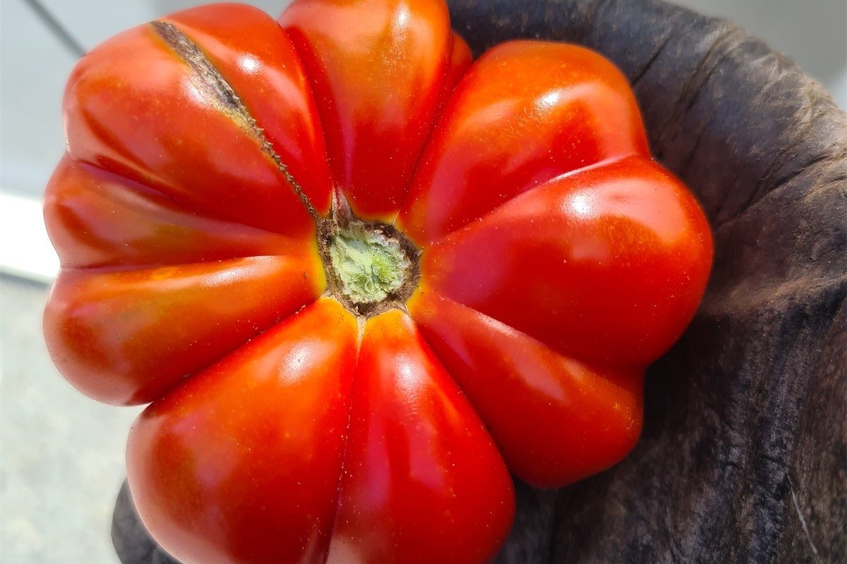 Sunshine brings out the tomatoes