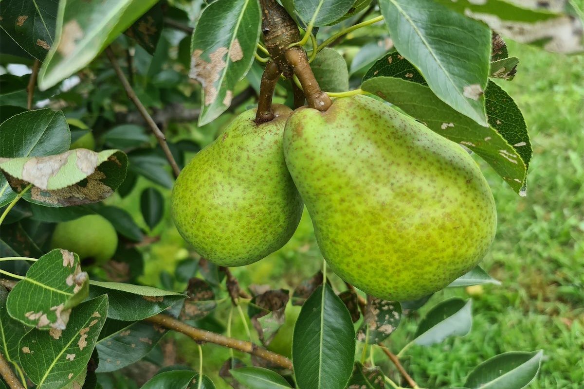 So many pears to please the palate