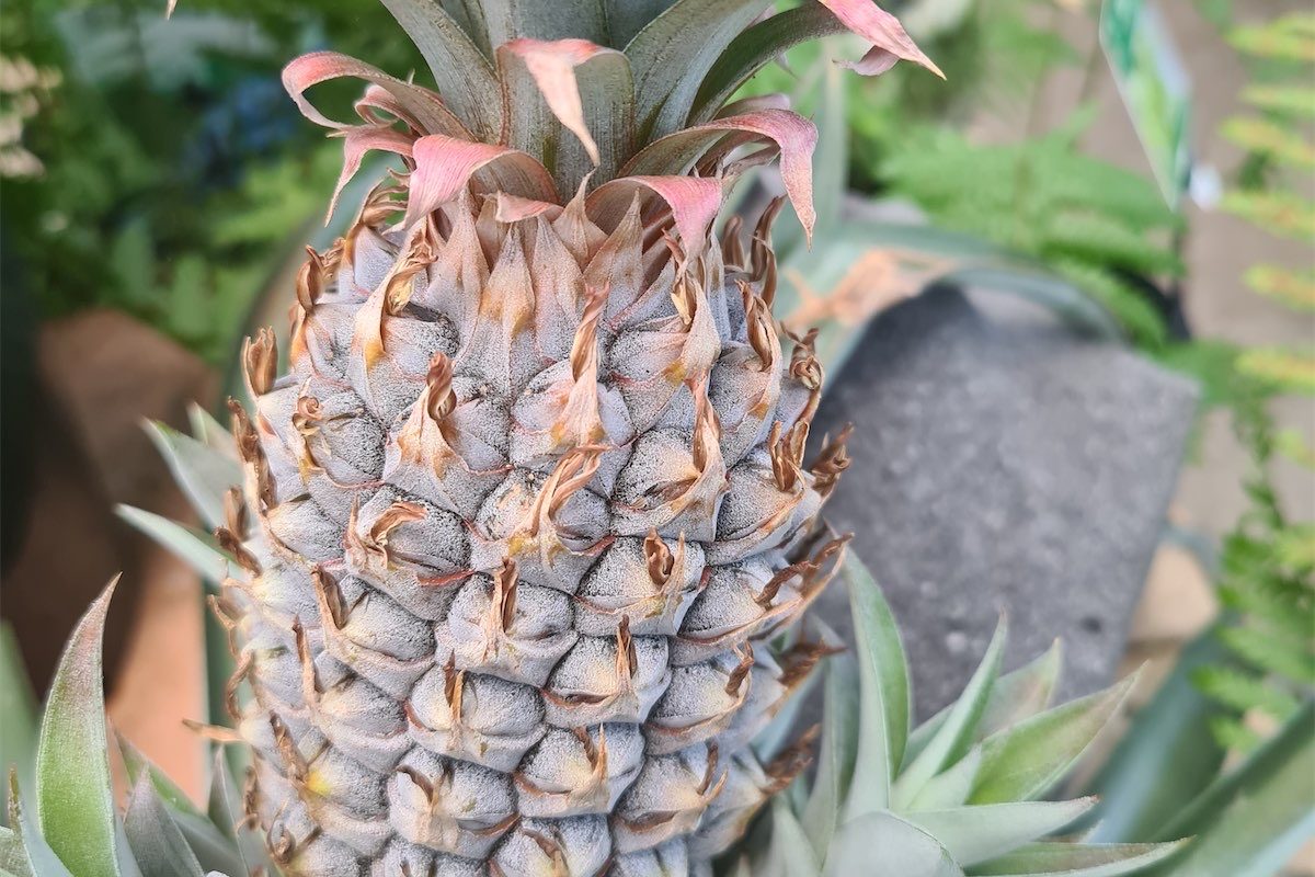 With pineapples, anything is possible