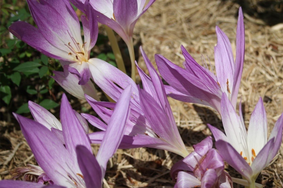 Important time to plan for spring bulbs