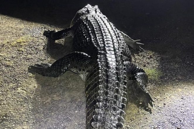 Huge crocodile that attacked man and ate dog shot dead