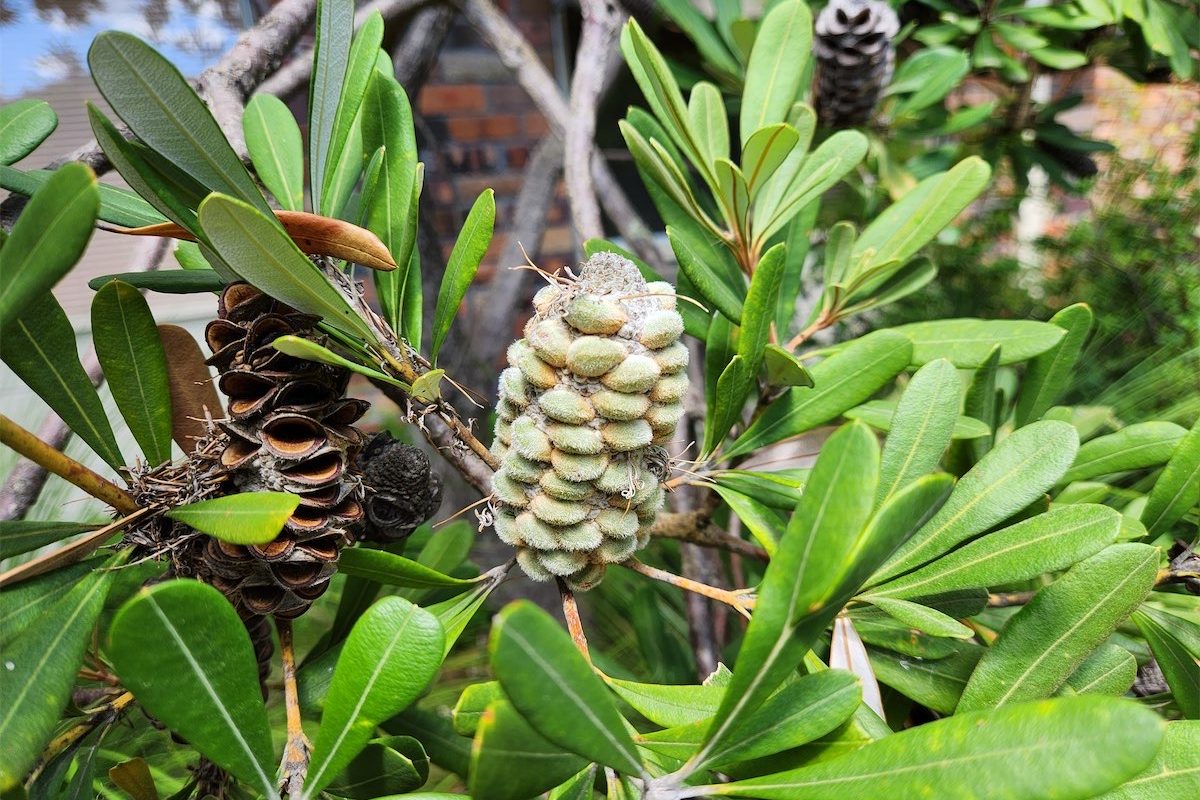 A hardy Banksia that’s hard to stop