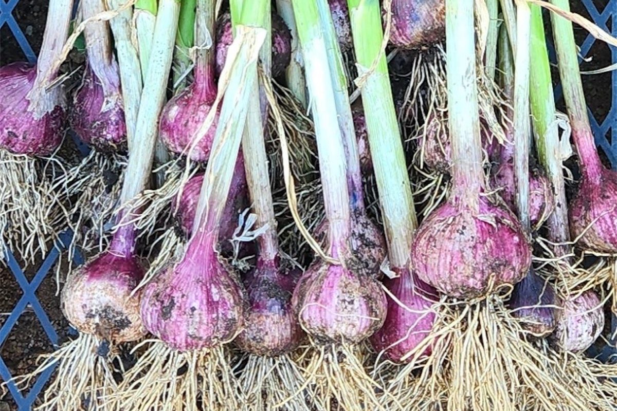 It’s time to get garlic growing