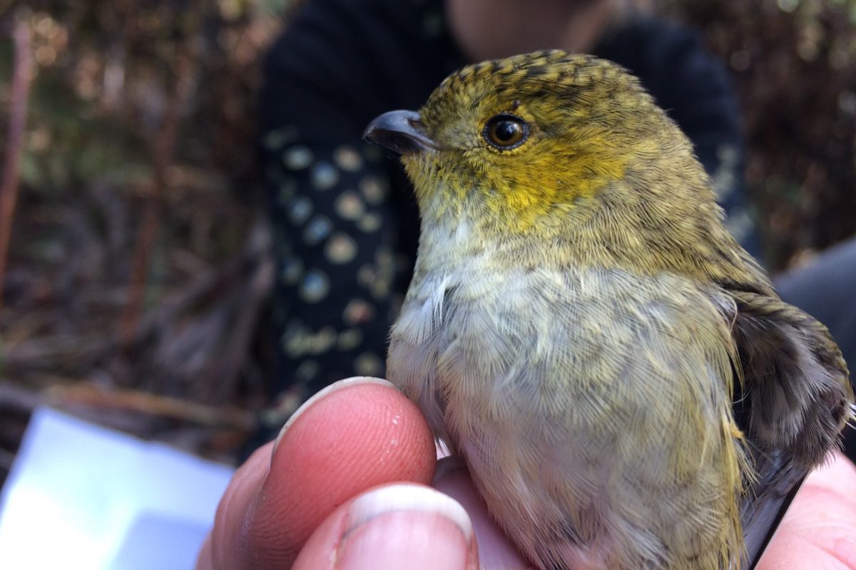 Help for songbirds in data’s ‘hidden secrets’