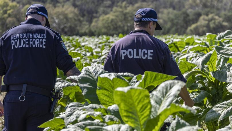 NSW police bust $28 million illicit tobacco plantation