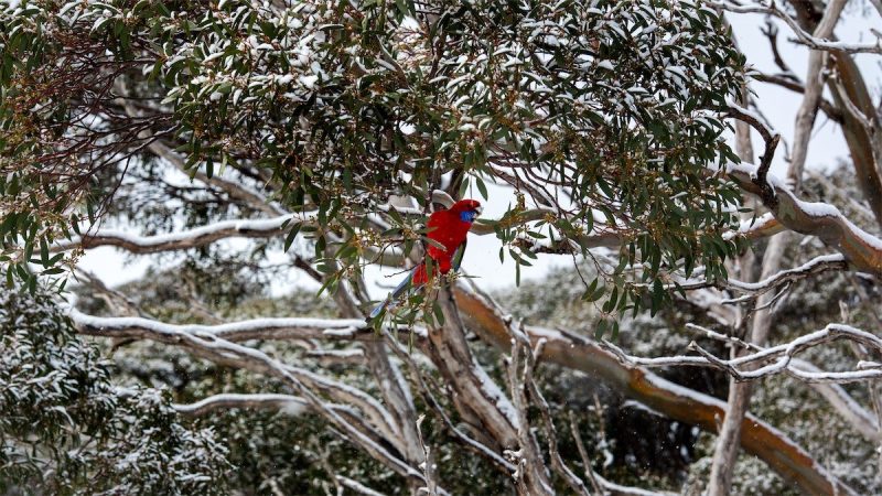 Autumn snow at Perisher. Photo: Andrew Campbell.