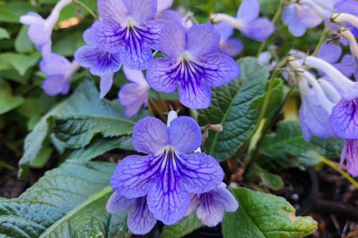 A blooming good indoor plant